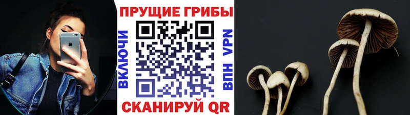 Галлюциногенные грибы Psilocybine cubensis  Октябрьский 
